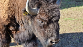 bison 2-3310935 960 720